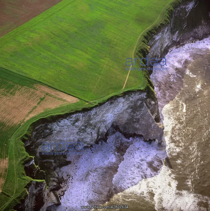 : England - Aerial view, Bempton Cliffs Nature Reserve : England - Aerial view, Bempton Cliffs Nature Reserve