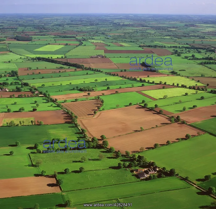 : England - Aerial view, Field system near Helperby : England - Aerial view, Field system near Helperby