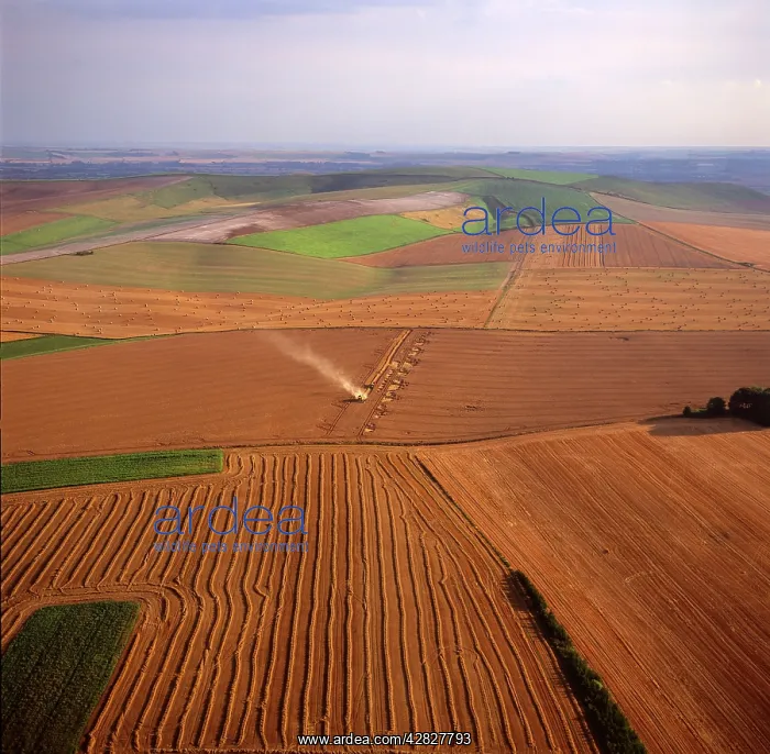 : England - Aerial view. Harvest, on the Marlborough : England - Aerial view. Harvest, on the Marlborough