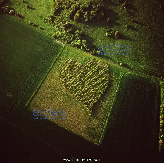 : England - Aerial view, Heart Orchard : England - Aerial view, Heart Orchard