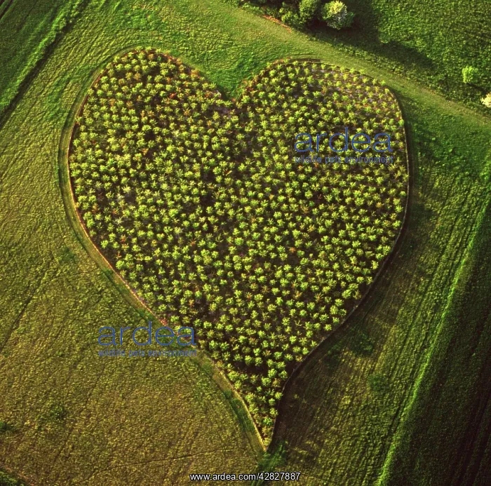 : England - Aerial view, Heart Orchard, near Huish Hill : England - Aerial view, Heart Orchard, near Huish Hill