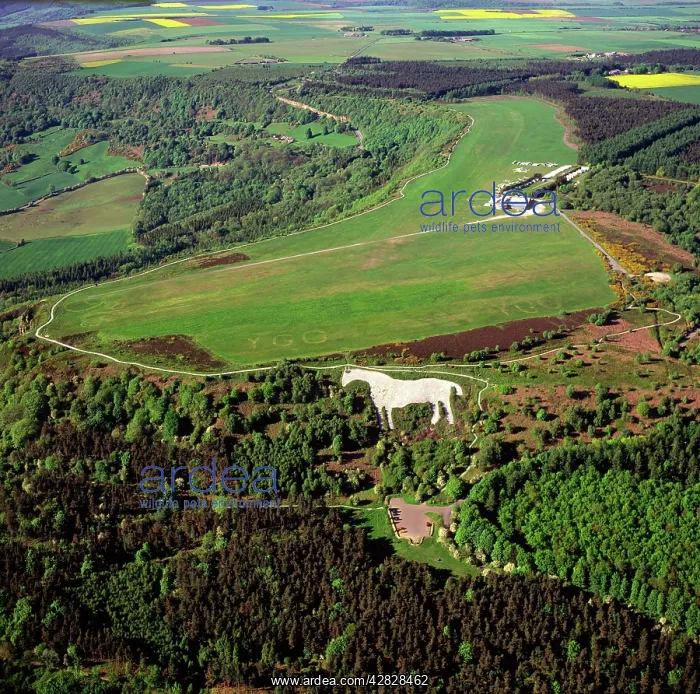: England - Aerial view, Kilburn White Horse, North Yorkshire : England - Aerial view, Kilburn White Horse, North Yorkshire