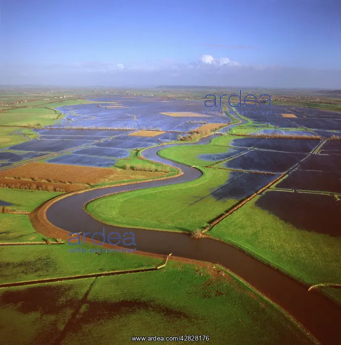 : England - Aerial view of the River Tone in flood : England - Aerial view of the River Tone in flood