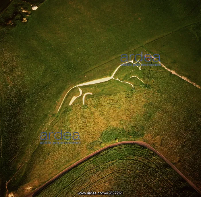 : England - Aerial view of the Uffington White Horse : England - Aerial view of the Uffington White Horse