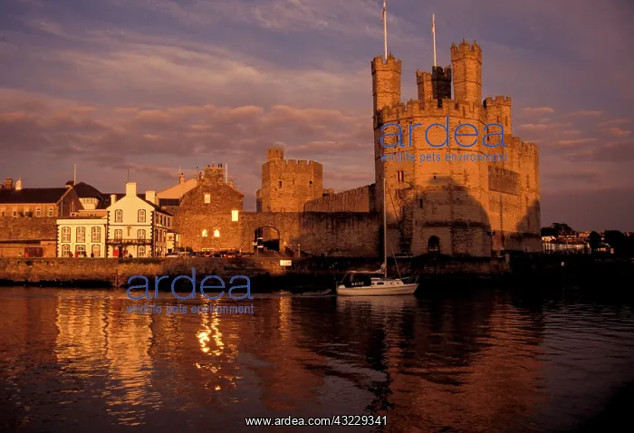 : England, Wales. Caernarvon Castle : England, Wales. Caernarvon Castle