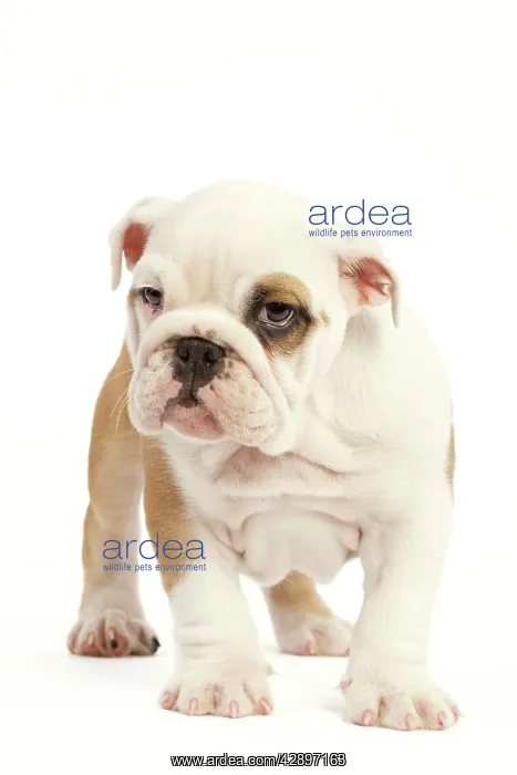  : English Bulldog