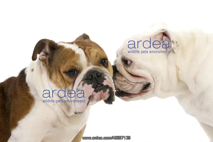 : English Bulldog : English Bulldog