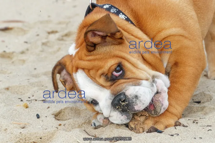 : English Bulldog : English Bulldog