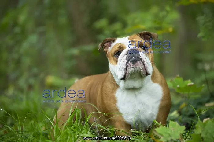  : English Bulldog dog, outdoors