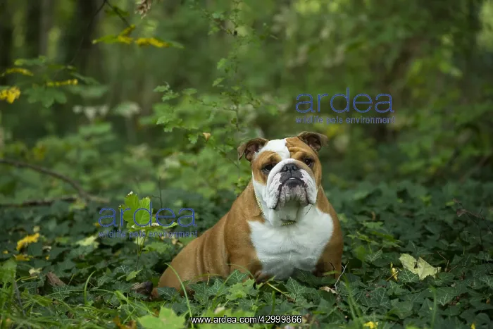 : English Bulldog dog, outdoors : English Bulldog dog, outdoors