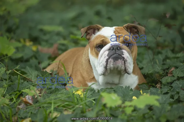 : English Bulldog dog, outdoors : English Bulldog dog, outdoors