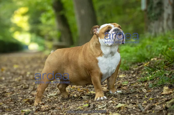 : English Bulldog dog, outdoors : English Bulldog dog, outdoors