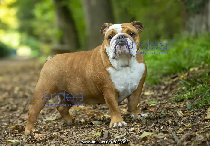 : English Bulldog dog, outdoors : English Bulldog dog, outdoors