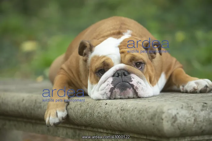 : English Bulldog dog, outdoors : English Bulldog dog, outdoors