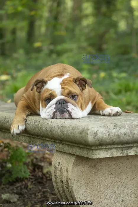 : English Bulldog dog, outdoors : English Bulldog dog, outdoors