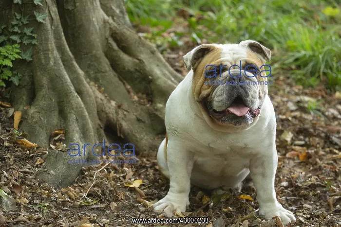 : English Bulldog dog, outdoors : English Bulldog dog, outdoors