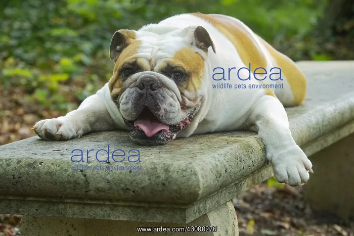 : English Bulldog dog, outdoors : English Bulldog dog, outdoors