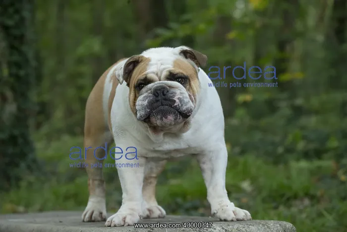 : English Bulldog dog, outdoors : English Bulldog dog, outdoors