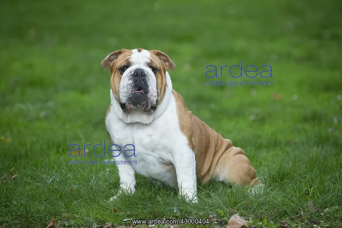 : English Bulldog dog, outdoors : English Bulldog dog, outdoors