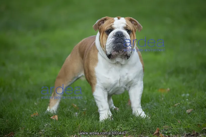 : English Bulldog dog, outdoors : English Bulldog dog, outdoors