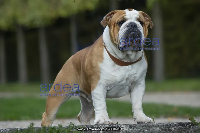 : English Bulldog dog, outdoors : English Bulldog dog, outdoors