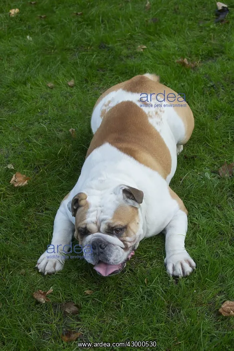 : English Bulldog dog, outdoors : English Bulldog dog, outdoors