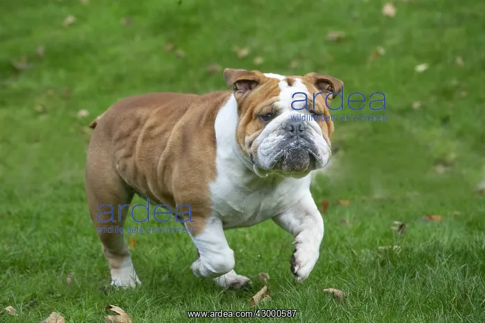: English Bulldog dog, outdoors : English Bulldog dog, outdoors
