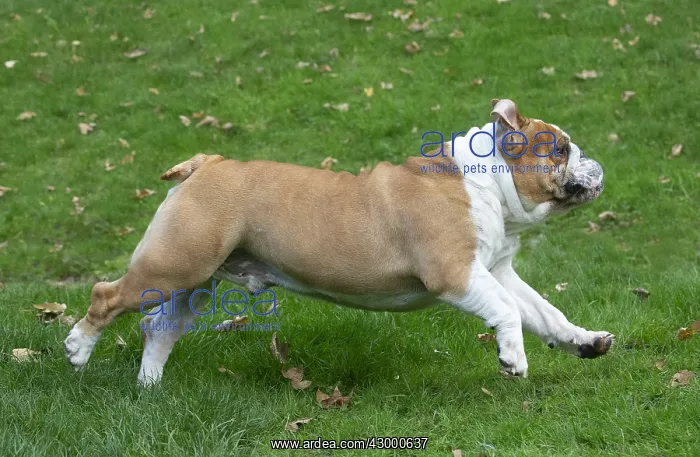 : English Bulldog dog, outdoors : English Bulldog dog, outdoors