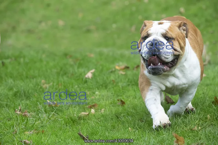  : English Bulldog dog, outdoors