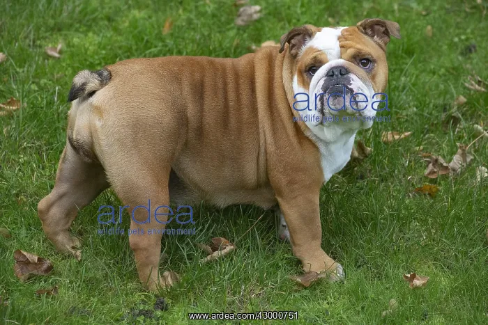 : English Bulldog dog, outdoors : English Bulldog dog, outdoors