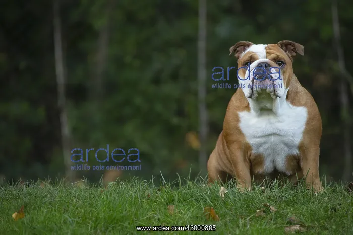 : English Bulldog dog, outdoors : English Bulldog dog, outdoors