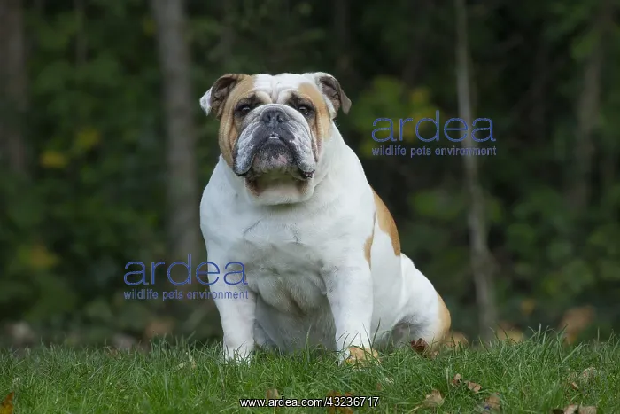  : English Bulldog dog, outdoors