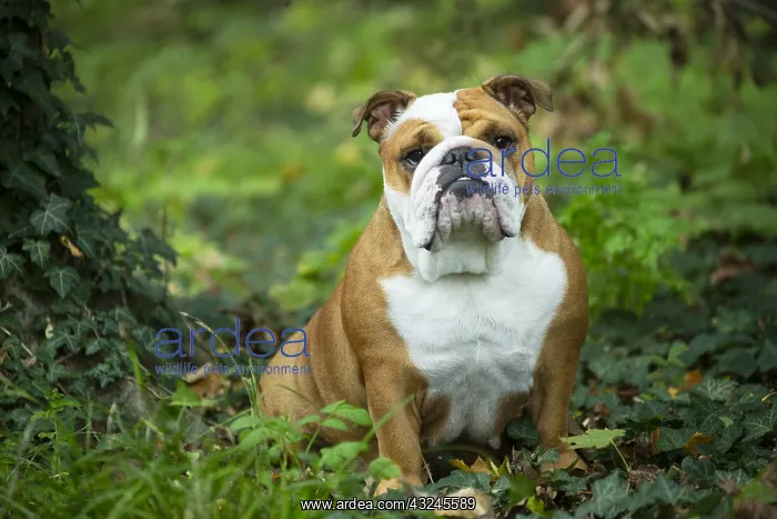 : English Bulldog dog, outdoors : English Bulldog dog, outdoors