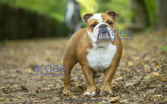 : English Bulldog dog, outdoors : English Bulldog dog, outdoors