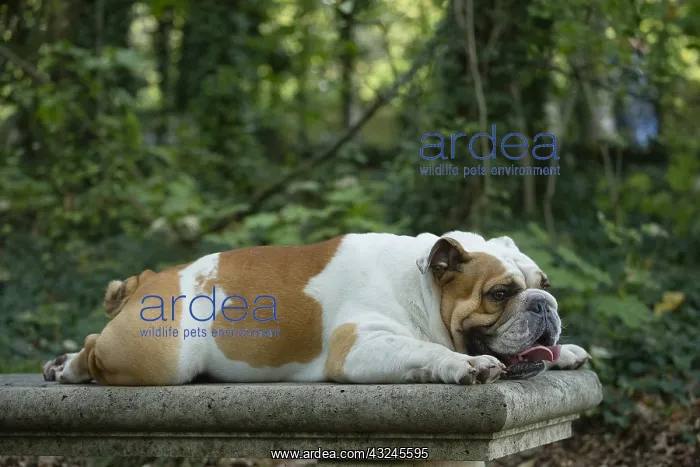 : English Bulldog dog, outdoors : English Bulldog dog, outdoors