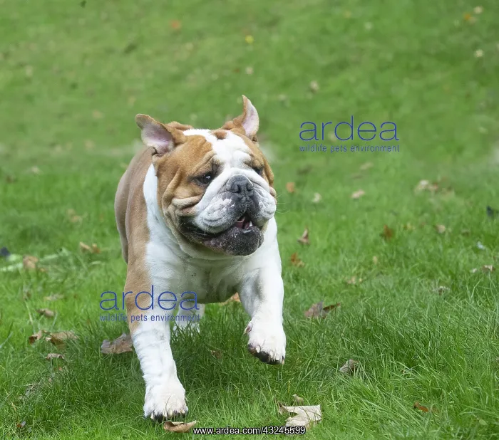: English Bulldog dog, outdoors : English Bulldog dog, outdoors