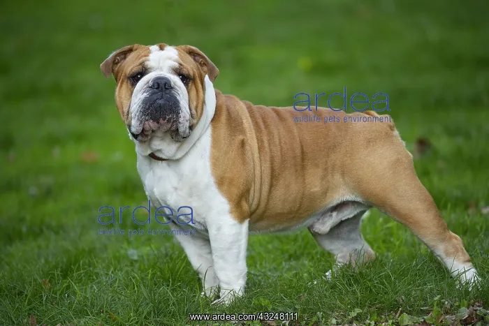 : English Bulldog dog, outdoors : English Bulldog dog, outdoors