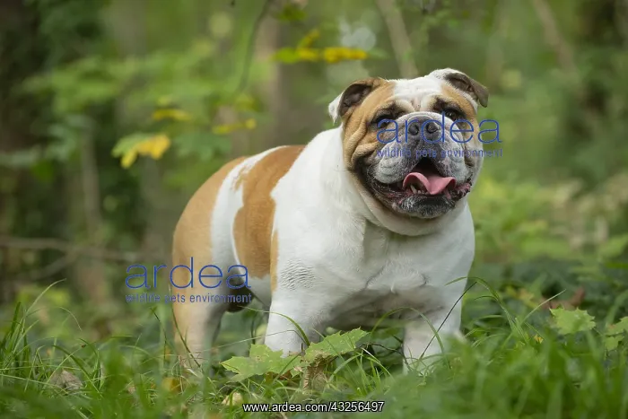 : English Bulldog dog, outdoors : English Bulldog dog, outdoors