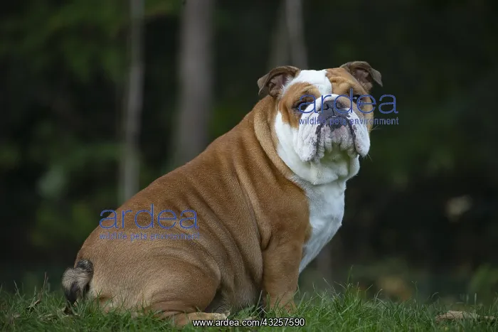 : English Bulldog dog, outdoors : English Bulldog dog, outdoors