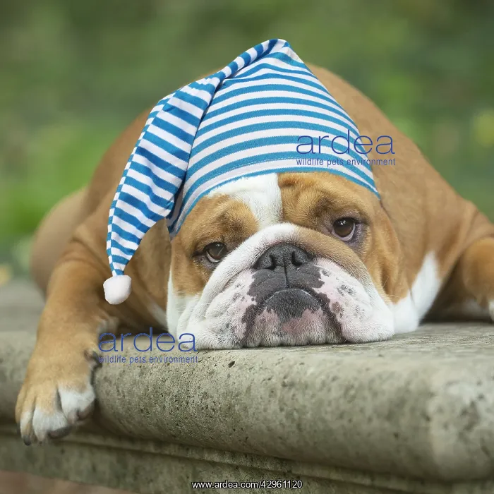 : English Bulldog dog, outdoors looking tired wearing nightcap : English Bulldog dog, outdoors looking tired wearing nightcap