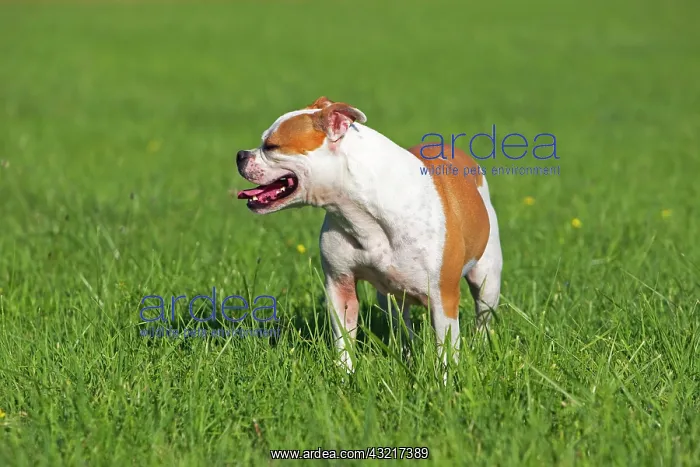 : English Bulldog in the grass - France : English Bulldog in the grass - France