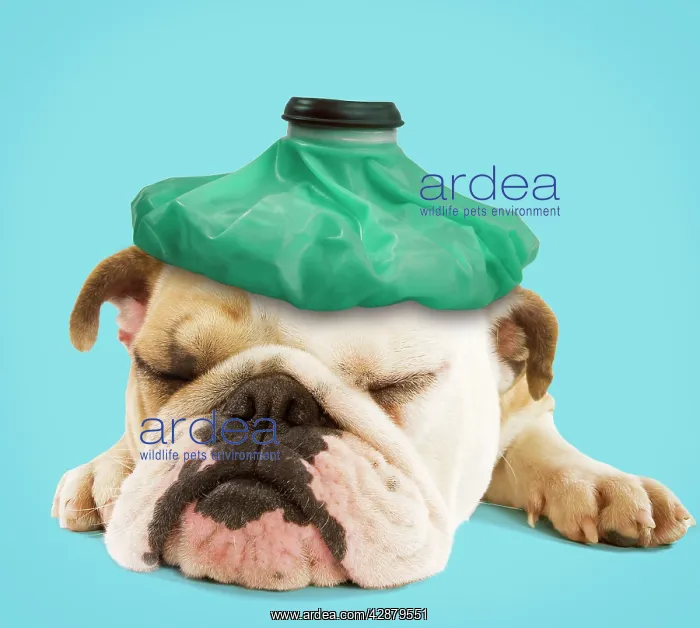  : English Bulldog - with ice pack