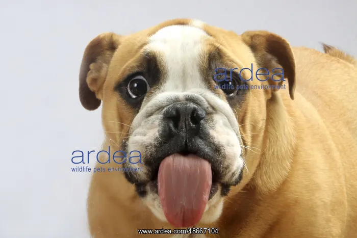 : English Bulldog licked pane, glass pane, lick, tongue : English Bulldog licked pane, glass pane, lick, tongue