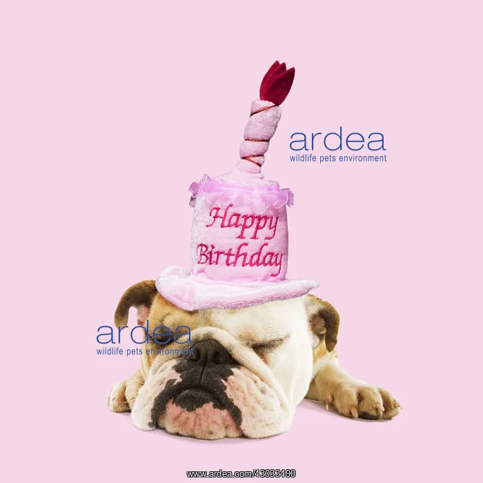 : English Bulldog - lying in asleep wearing Happy : English Bulldog - lying in asleep wearing Happy