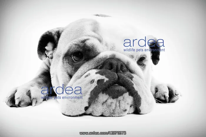  : English Bulldog - lying in studio