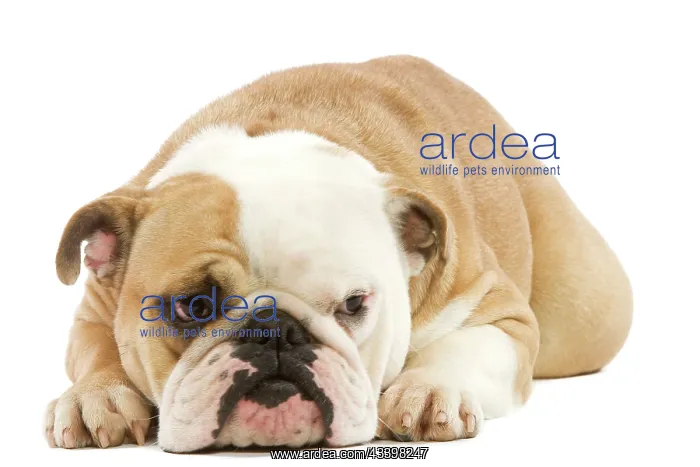  : English Bulldog - lying in studio