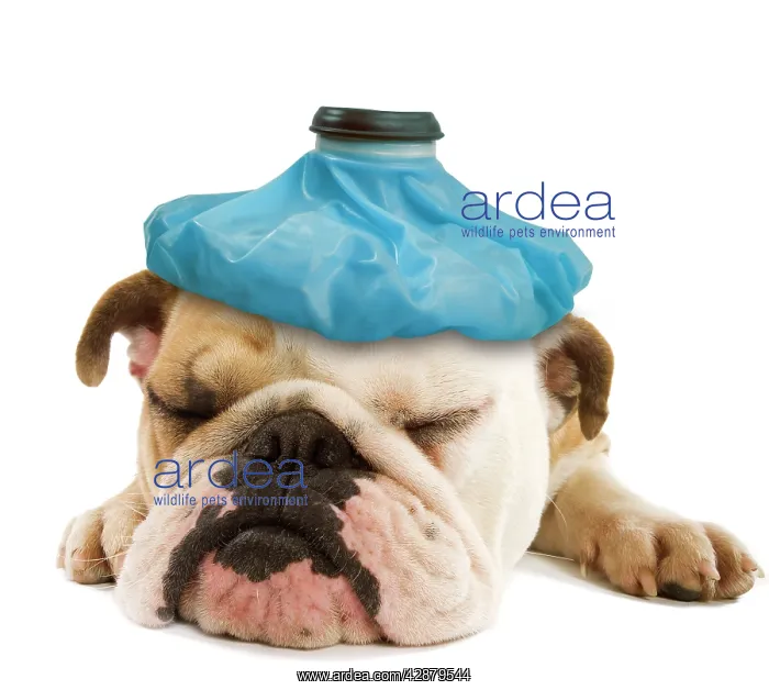 : English Bulldog - lying in studio, with ice pack head : English Bulldog - lying in studio, with ice pack head