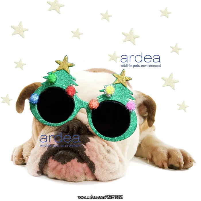 : English Bulldog - lying down wearing Christmas glasses : English Bulldog - lying down wearing Christmas glasses