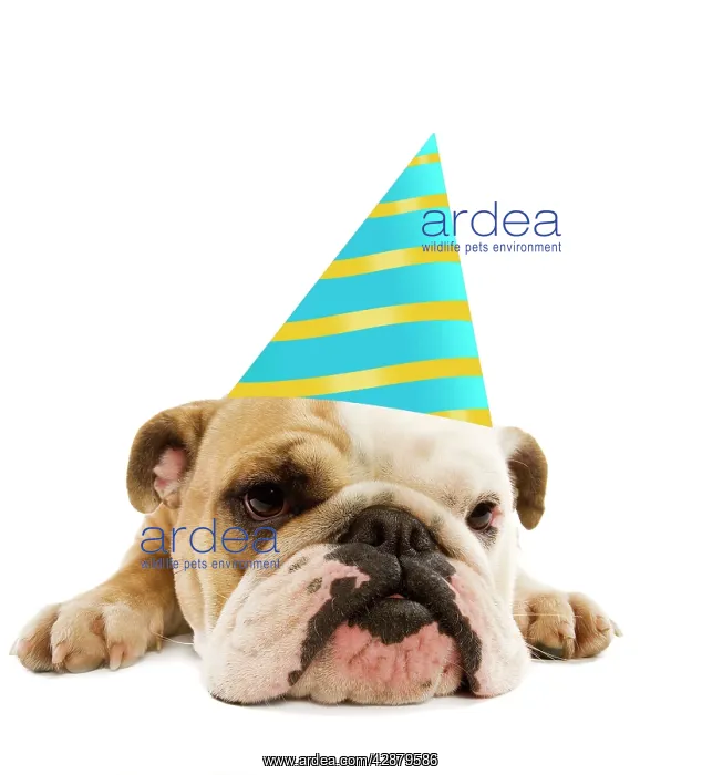 : English Bulldog - lying down wearing party hat : English Bulldog - lying down wearing party hat
