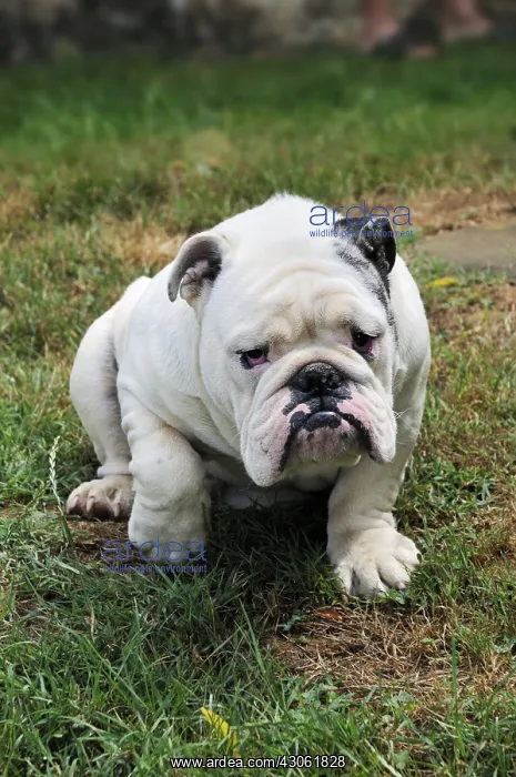 : English Bulldog in Midi-Pyrenees France summer : English Bulldog in Midi-Pyrenees France summer